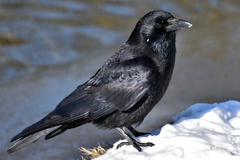 Mystical Raven